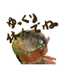 ウロコインコのタロウさん（個別スタンプ：11）
