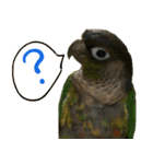 ウロコインコのタロウさん（個別スタンプ：13）