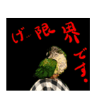 ウロコインコのタロウさん（個別スタンプ：14）