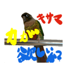 ウロコインコのタロウさん（個別スタンプ：15）