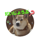 さくらと一緒 4（個別スタンプ：1）