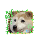 さくらと一緒 4（個別スタンプ：11）