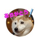 さくらと一緒 4（個別スタンプ：15）
