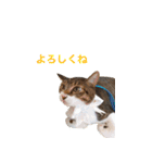 もぐもぐ＆にこぷー Part.3（個別スタンプ：1）