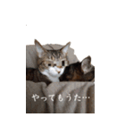 もぐもぐ＆にこぷー Part.3（個別スタンプ：3）