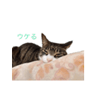 もぐもぐ＆にこぷー Part.3（個別スタンプ：15）