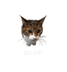もぐもぐ＆にこぷー Part.3（個別スタンプ：16）
