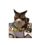 もぐもぐ＆にこぷー Part.3（個別スタンプ：19）