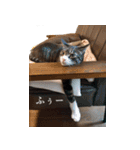 もぐもぐ＆にこぷー Part.3（個別スタンプ：22）