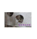 もぐもぐ＆にこぷー Part.3（個別スタンプ：36）
