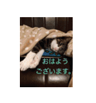 もぐもぐ＆にこぷー Part.3（個別スタンプ：39）