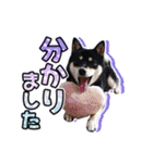 黒柴犬の ♡ 敬語 ♡ スタンプ01 豆柴 凛（個別スタンプ：21）