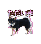 黒柴犬の ♡ 敬語 ♡ スタンプ01 豆柴 凛（個別スタンプ：33）