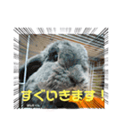 うさカフェりびと仲間達（個別スタンプ：4）