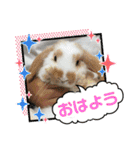 うさカフェりびと仲間達（個別スタンプ：7）