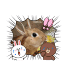 うさカフェりびと仲間達（個別スタンプ：10）