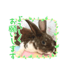 うさカフェりびと仲間達（個別スタンプ：16）