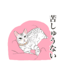 ベンガル猫 つんこ（個別スタンプ：32）