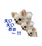 ルルの毎日♡（個別スタンプ：3）