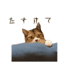 猫のまめにゃん（個別スタンプ：13）