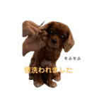 キャバリアのチャオ②（個別スタンプ：6）