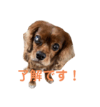 キャバリアのチャオ②（個別スタンプ：11）