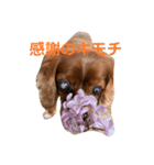 キャバリアのチャオ②（個別スタンプ：14）