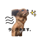 キャバリアのチャオ②（個別スタンプ：15）