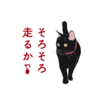 黒猫たちがくれた言葉（個別スタンプ：2）