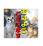 ねねこ⑪実写猫アーロンくん・ライラちゃん（個別スタンプ：1）