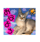 ねねこ⑪実写猫アーロンくん・ライラちゃん（個別スタンプ：2）