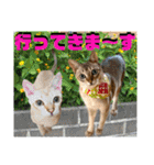 ねねこ⑪実写猫アーロンくん・ライラちゃん（個別スタンプ：3）