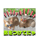 ねねこ⑪実写猫アーロンくん・ライラちゃん（個別スタンプ：5）
