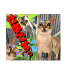 ねねこ⑪実写猫アーロンくん・ライラちゃん（個別スタンプ：6）