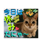 ねねこ⑪実写猫アーロンくん・ライラちゃん（個別スタンプ：7）