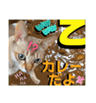 ねねこ⑪実写猫アーロンくん・ライラちゃん（個別スタンプ：8）