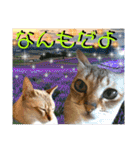 ねねこ⑪実写猫アーロンくん・ライラちゃん（個別スタンプ：9）