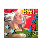 ねねこ⑪実写猫アーロンくん・ライラちゃん（個別スタンプ：10）