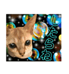ねねこ⑪実写猫アーロンくん・ライラちゃん（個別スタンプ：11）