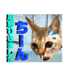ねねこ⑪実写猫アーロンくん・ライラちゃん（個別スタンプ：12）