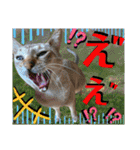 ねねこ⑪実写猫アーロンくん・ライラちゃん（個別スタンプ：13）