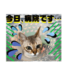 ねねこ⑪実写猫アーロンくん・ライラちゃん（個別スタンプ：14）