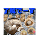 ねねこ⑪実写猫アーロンくん・ライラちゃん（個別スタンプ：16）