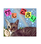 ねねこ⑪実写猫アーロンくん・ライラちゃん（個別スタンプ：17）