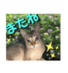 ねねこ⑪実写猫アーロンくん・ライラちゃん（個別スタンプ：19）