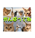 ねねこ⑪実写猫アーロンくん・ライラちゃん（個別スタンプ：20）