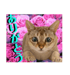 ねねこ⑪実写猫アーロンくん・ライラちゃん（個別スタンプ：21）