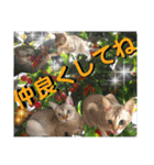 ねねこ⑪実写猫アーロンくん・ライラちゃん（個別スタンプ：23）