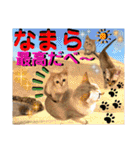 ねねこ⑪実写猫アーロンくん・ライラちゃん（個別スタンプ：25）