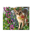 ねねこ⑪実写猫アーロンくん・ライラちゃん（個別スタンプ：26）